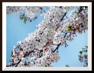 Сакура 6. Сакура черри блоссом. Весенние цветы. Весенний фон на рабочий стол. Цветущая вишня.